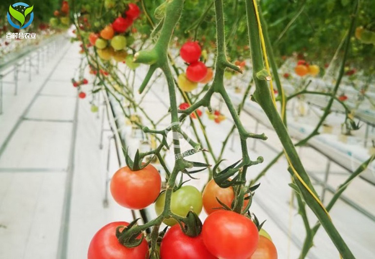 浅谈滴灌
在中国以色列农业合作园番茄种植上的应用.jpg