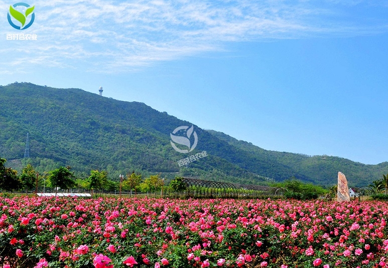 江苏玫瑰种植基地滴灌
方案设计