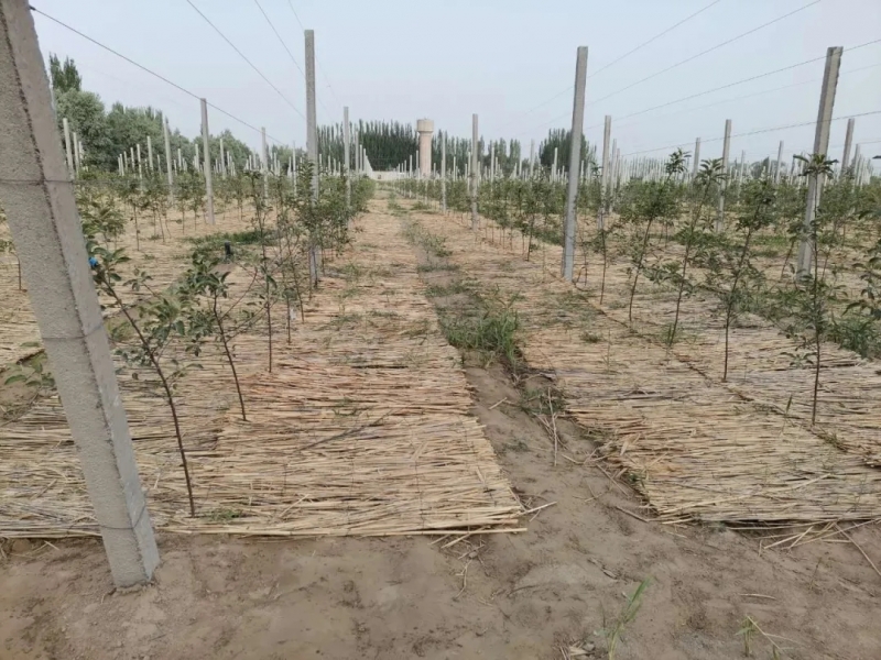 武汉新疆和田滴灌
使用有什么好处？